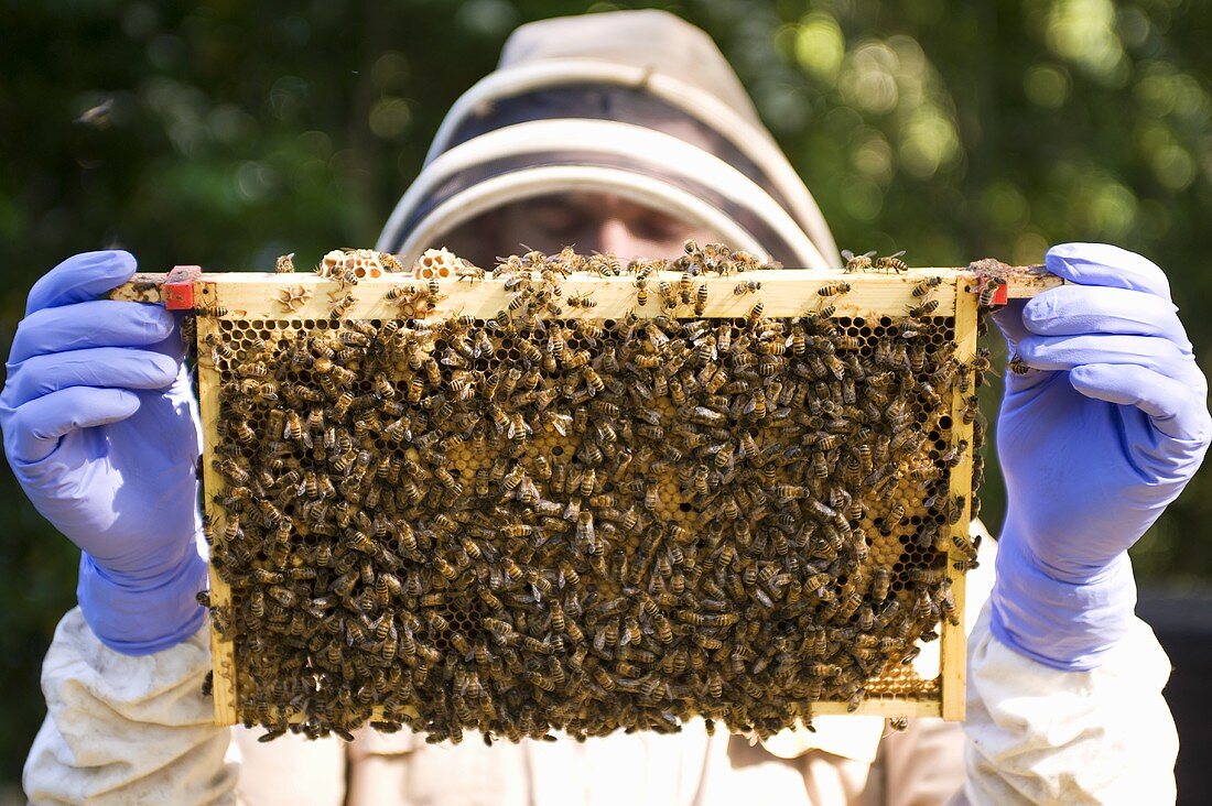 Imker hält Honigwabe mit Bienen