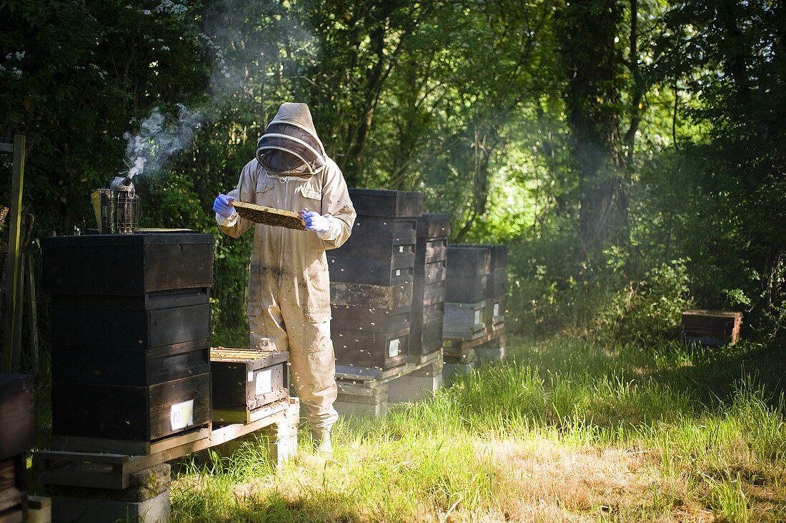 Imker bei der Arbeit an Bienenstöcken