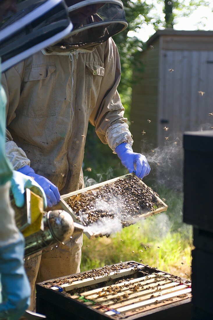 Imker bei der Arbeit am Bienenstock