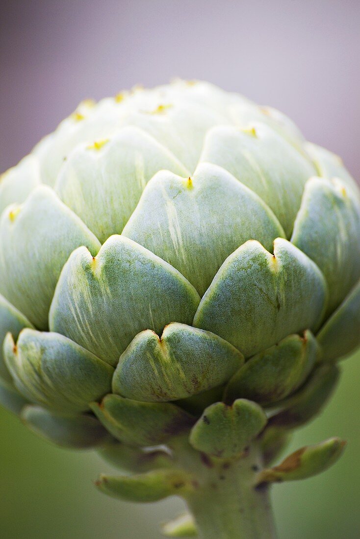 An artichoke (close-up)