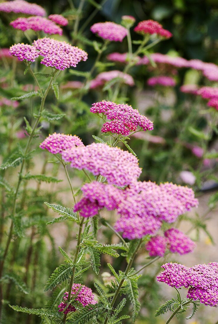 Flowering achillea in a garden