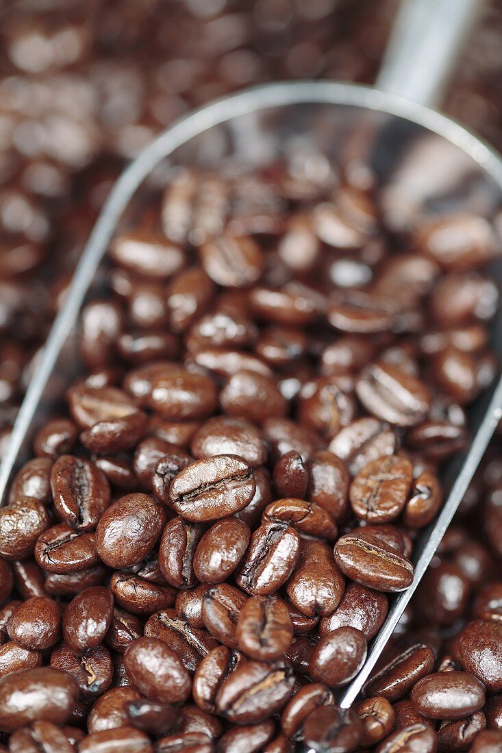 Roasted coffee beans on a metal scoop