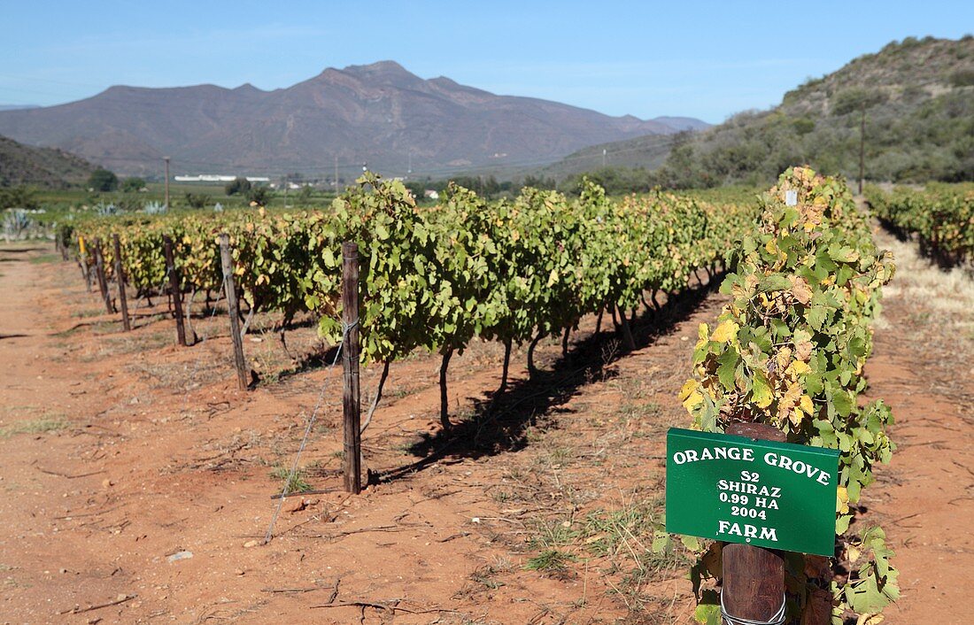 A Shiraz vineyard in Orange Grove, near Robertson, West Cape Province, South Africa