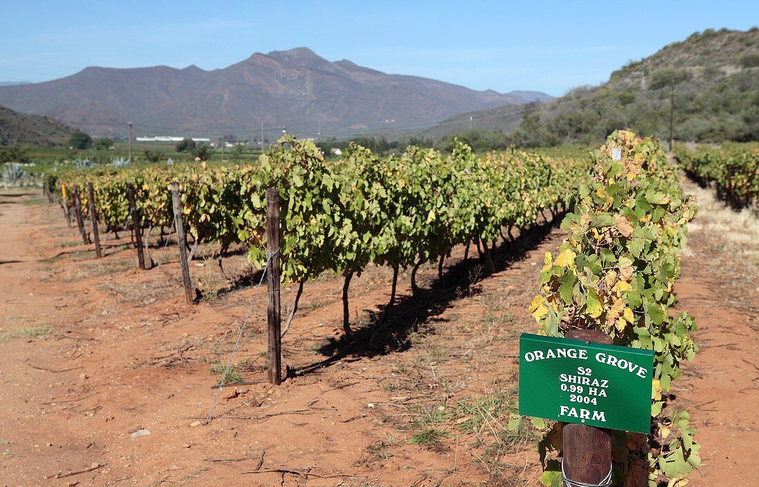 Shiraz-Weinanbau in Orange Grove bei Robertson, Provinz Westkap in Südafrika