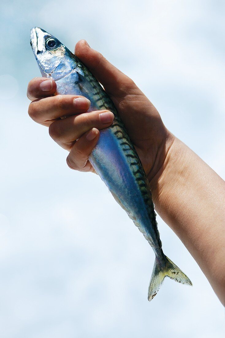 A hand holding a mackerel