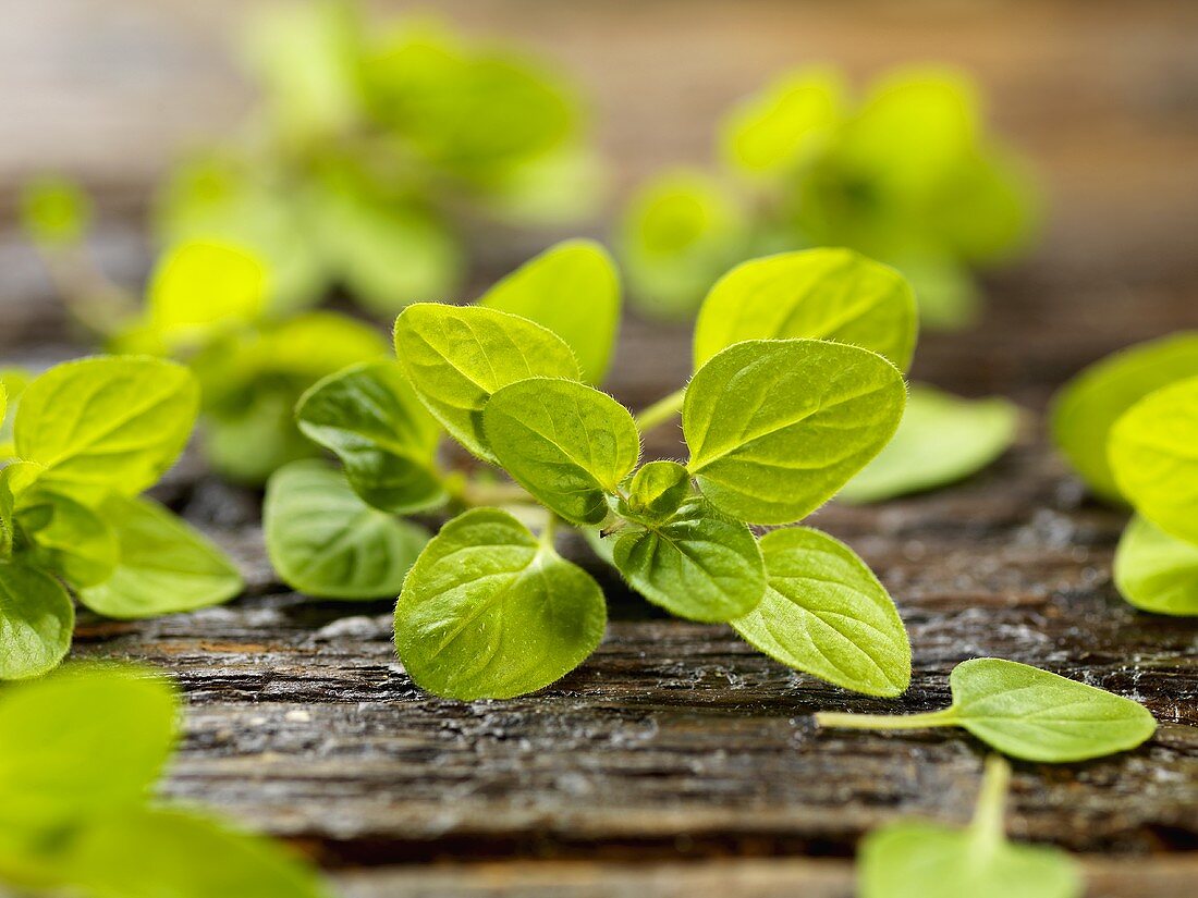 Fresh oregano on wood