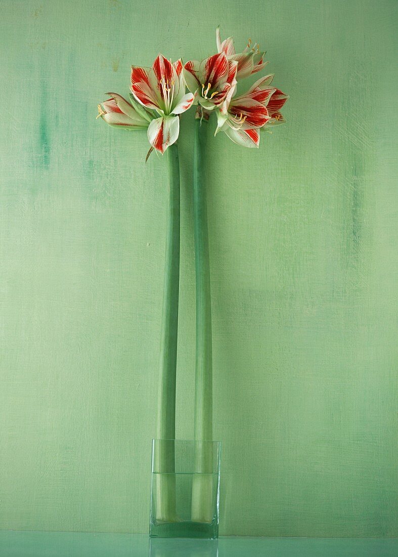 Amaryllis in einem Glas