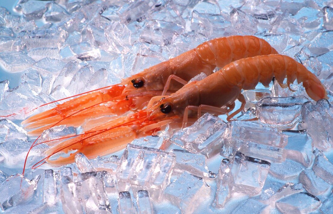 Two scampis on ice