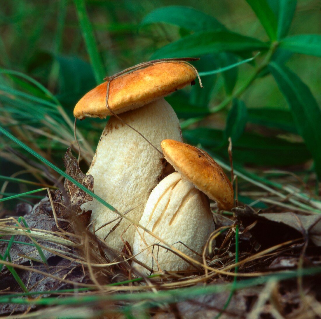 Steinpilze (Orange Cap Boletes) im Wald