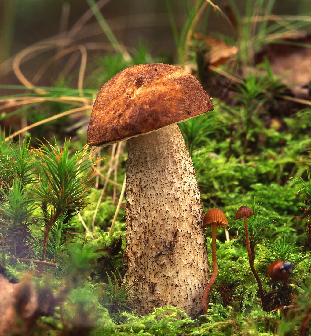 Steinpilz (Brown Cap Bolete) im Wald