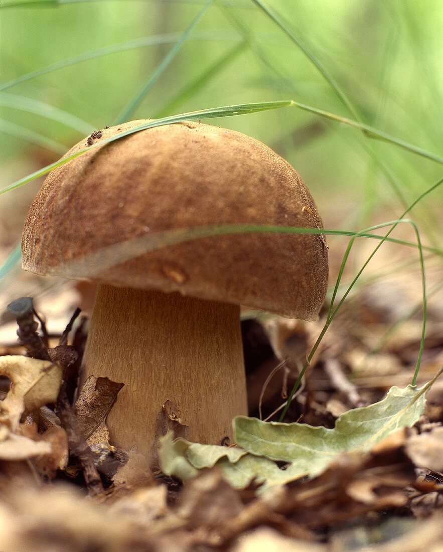 Bay bolete in a wood