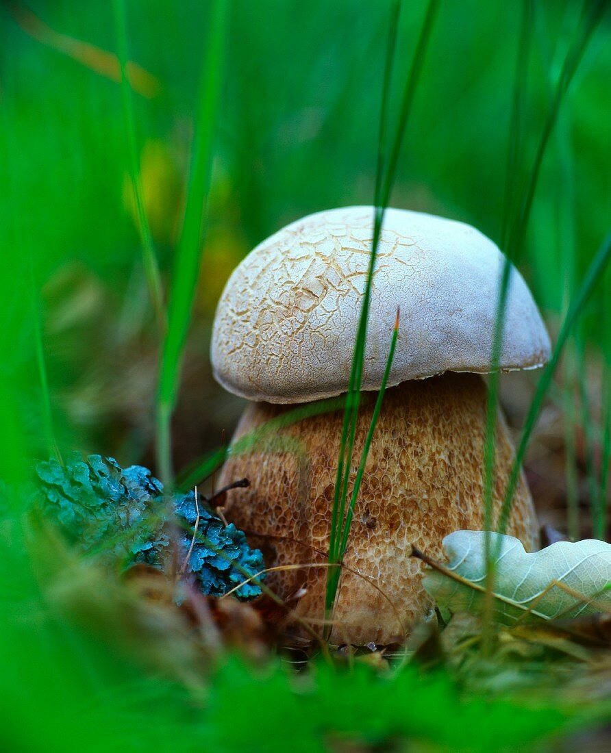 Cep in a wood