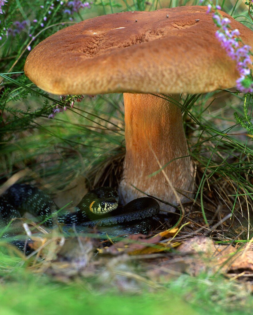 A porcini mushroom and a grass snake in a forest