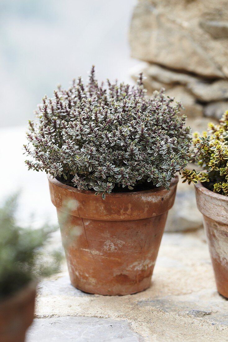 Lemon thyme 'silver queen' in a flowerpot