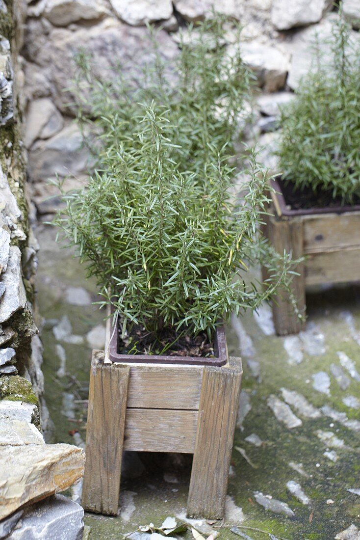 Rosemary in a wooden box on a stone wall