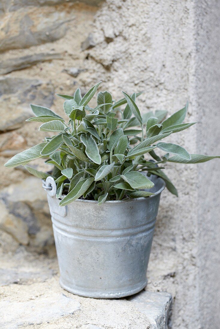 Sage in a pot on a stone wall