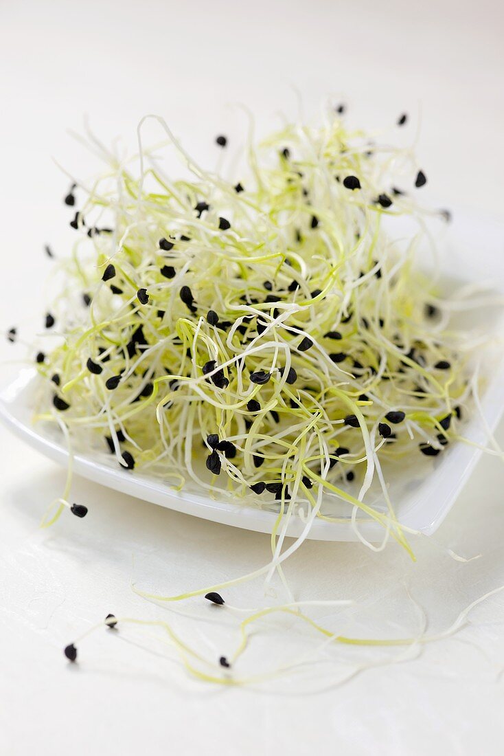 Fresh leek sprouts