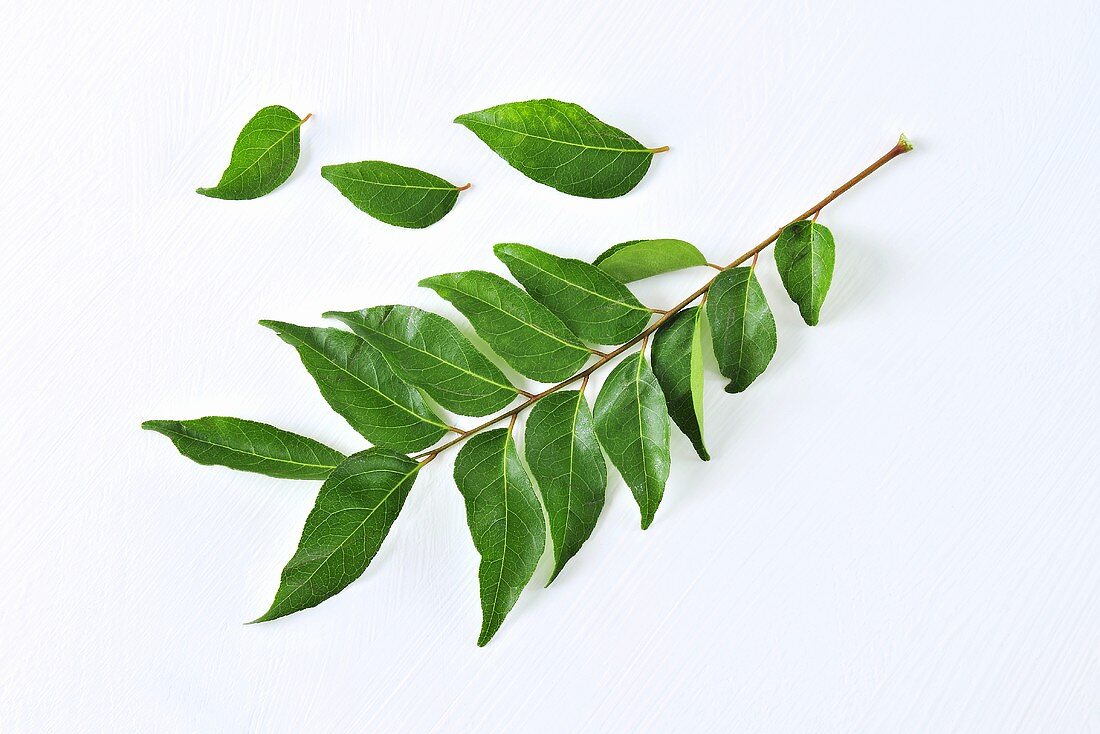 A sprig of curry leaves