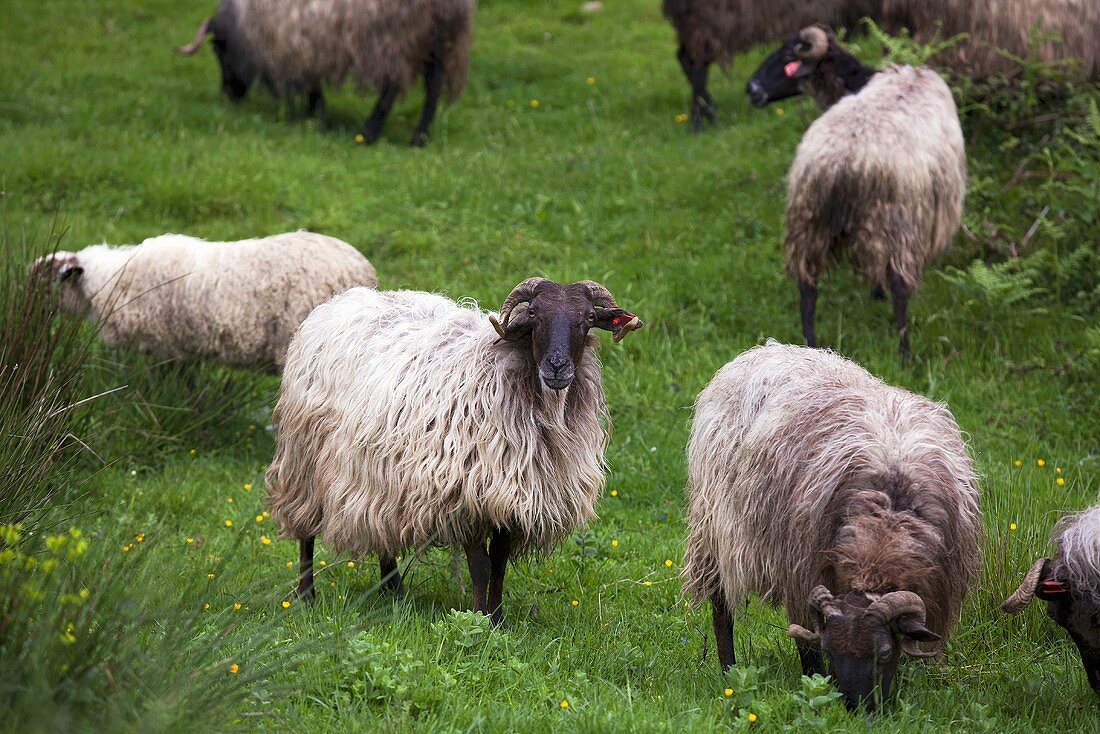 Baskische Schafe auf der Weide