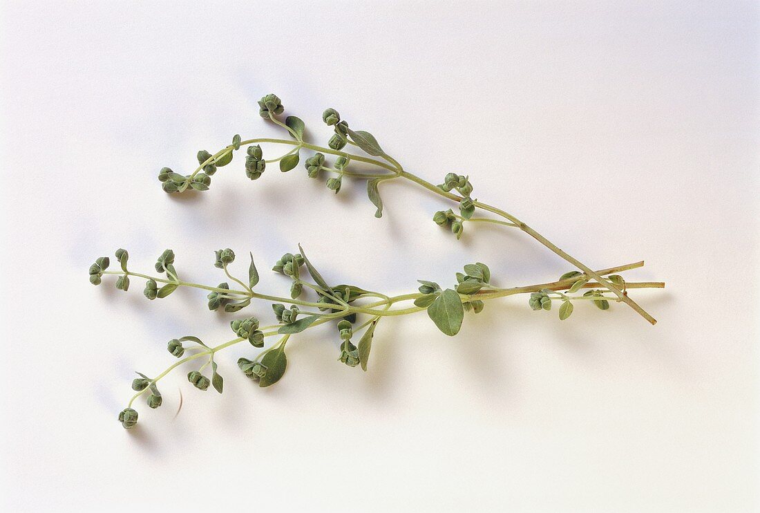 Marjoram