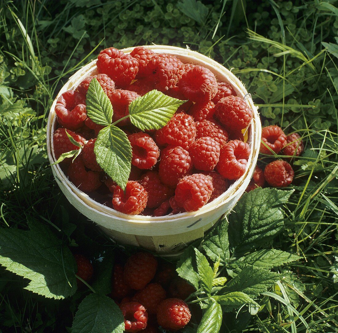 Korb mit Himbeeren