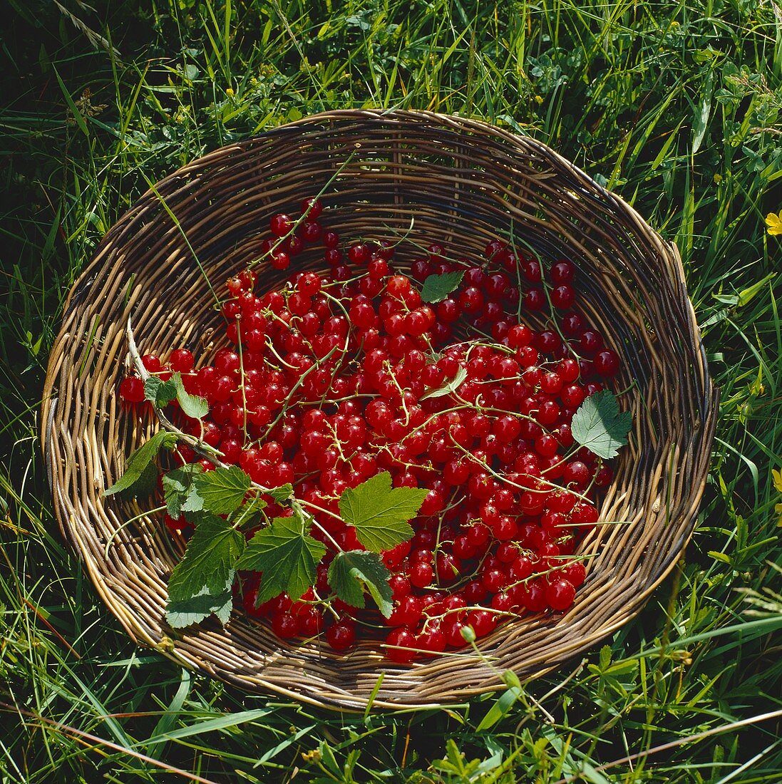 Korb mit roten Johannisbeeren