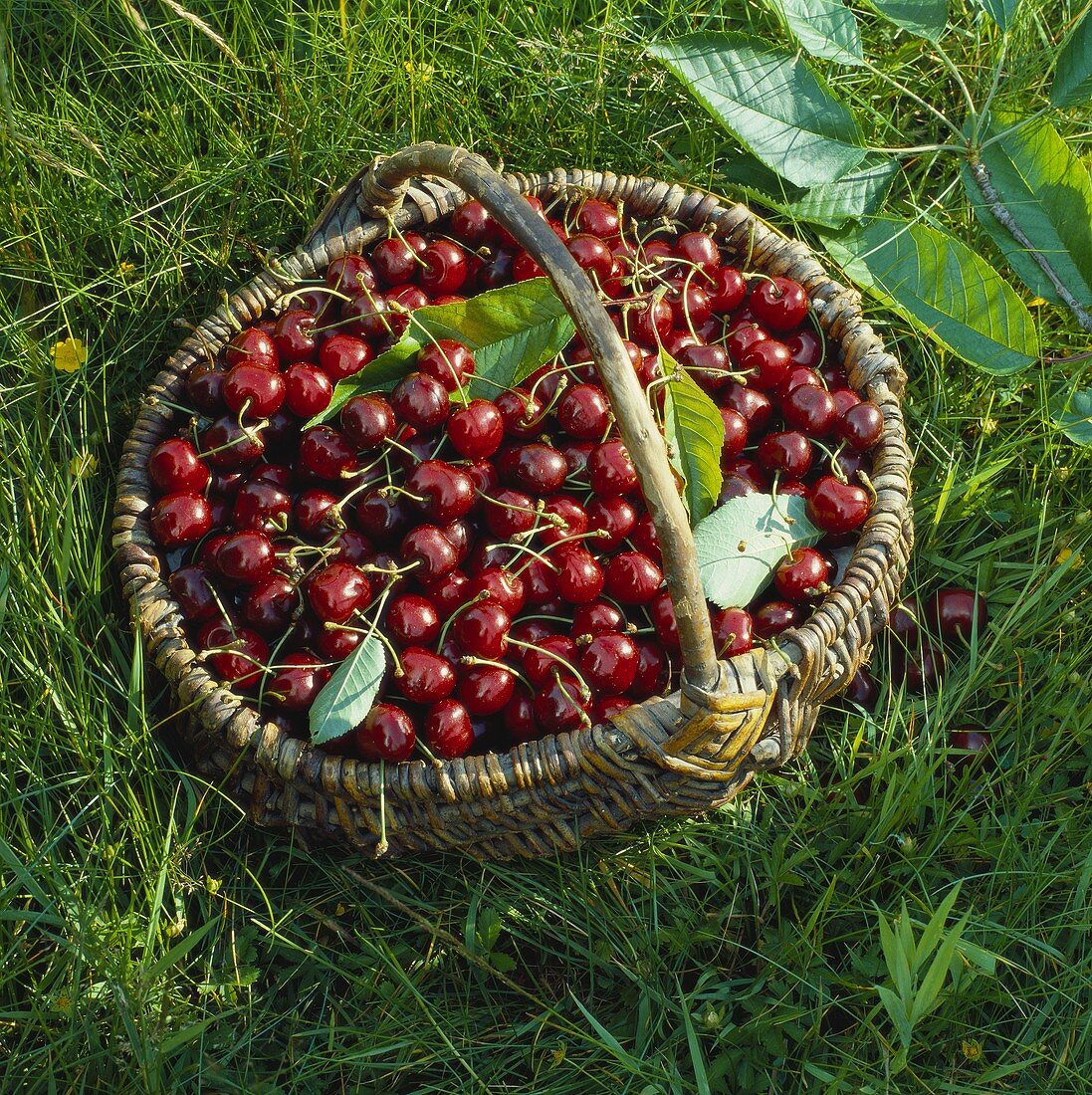 Basket with Freshly Picked Cherries