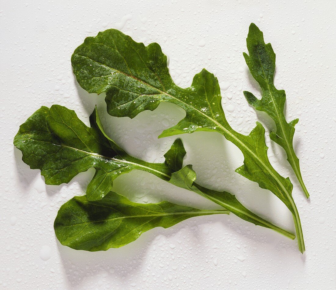 Freshly Washed Arugula Leaf