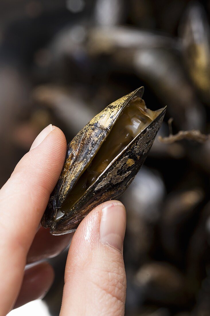 An opened mussel