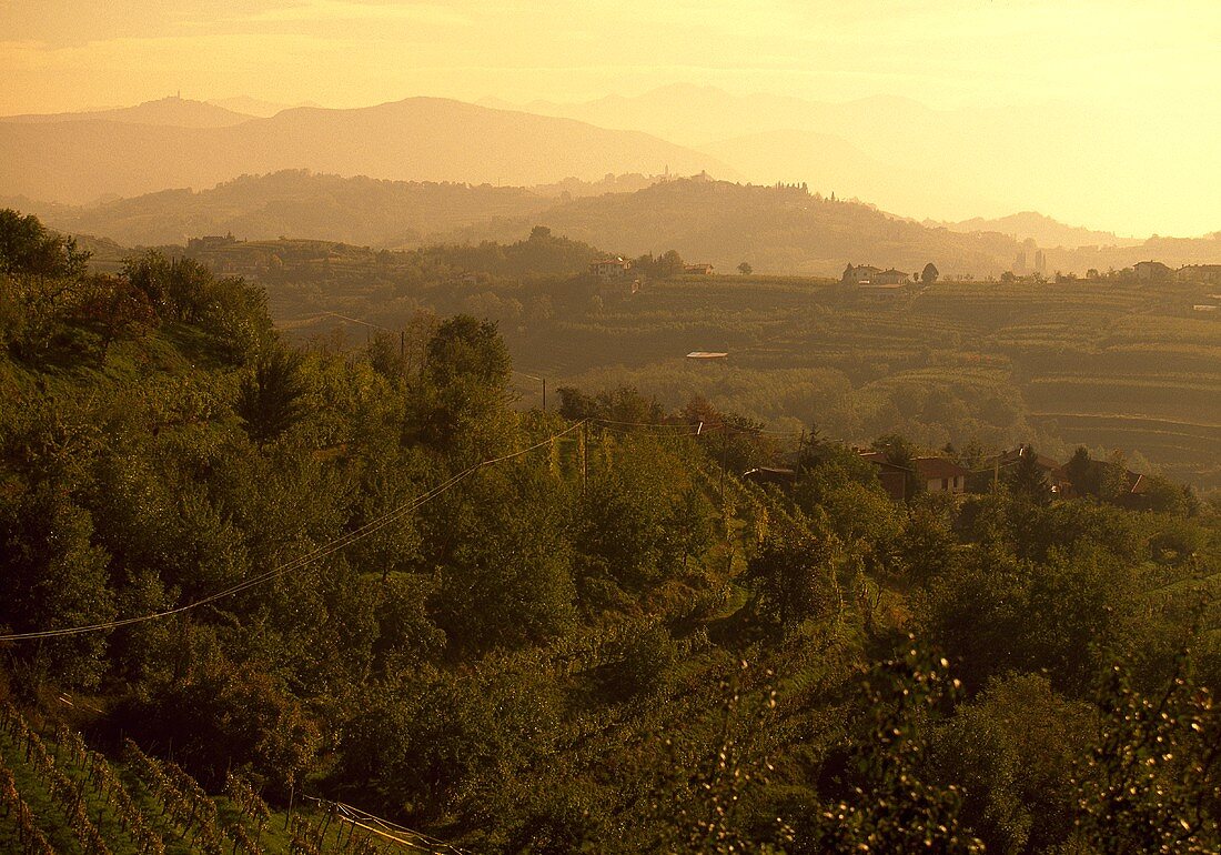 A hilly landscape near Dobrovo, Slovenia