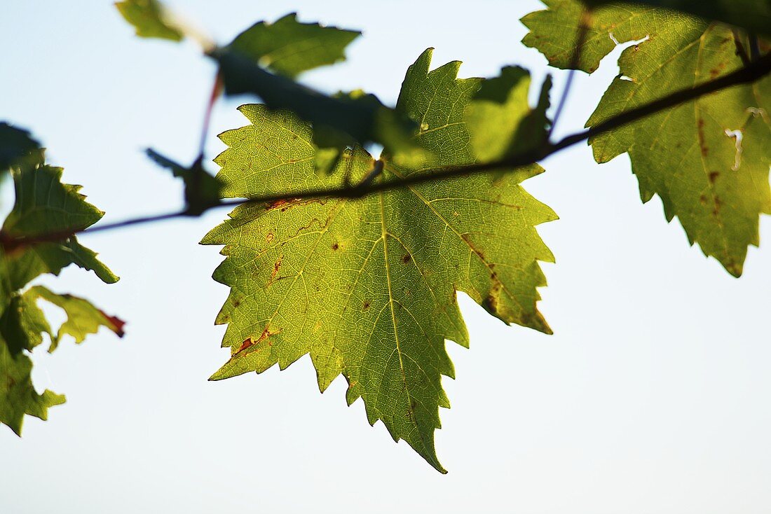 Blätter einer Ribolla gialla Rebe, Slowenien