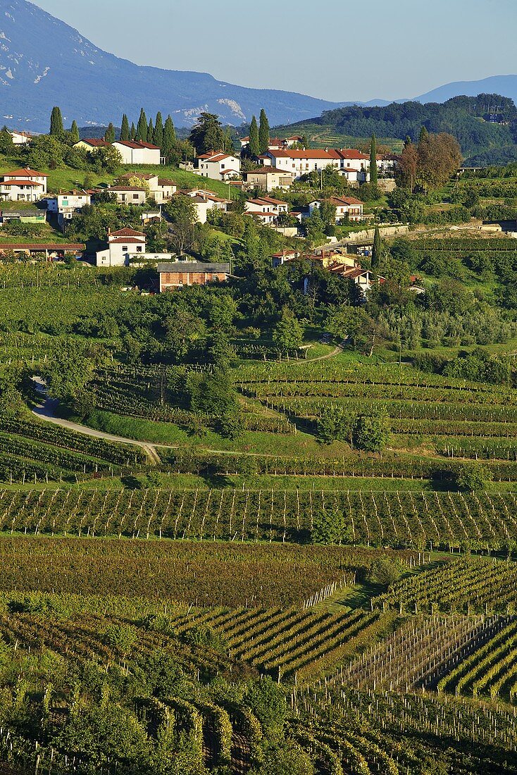 Weinlandschaft bei Dobrovo mit dem Dorf Brda, Slowenien