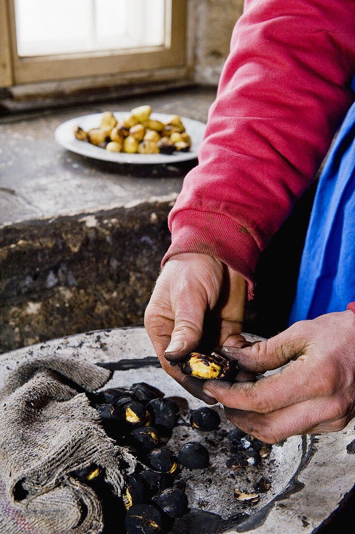 Roast chestnuts being peeled