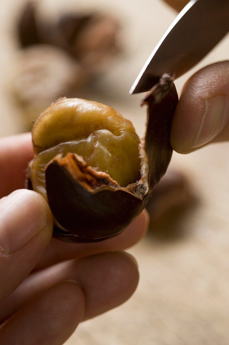 A chestnut being peeled
