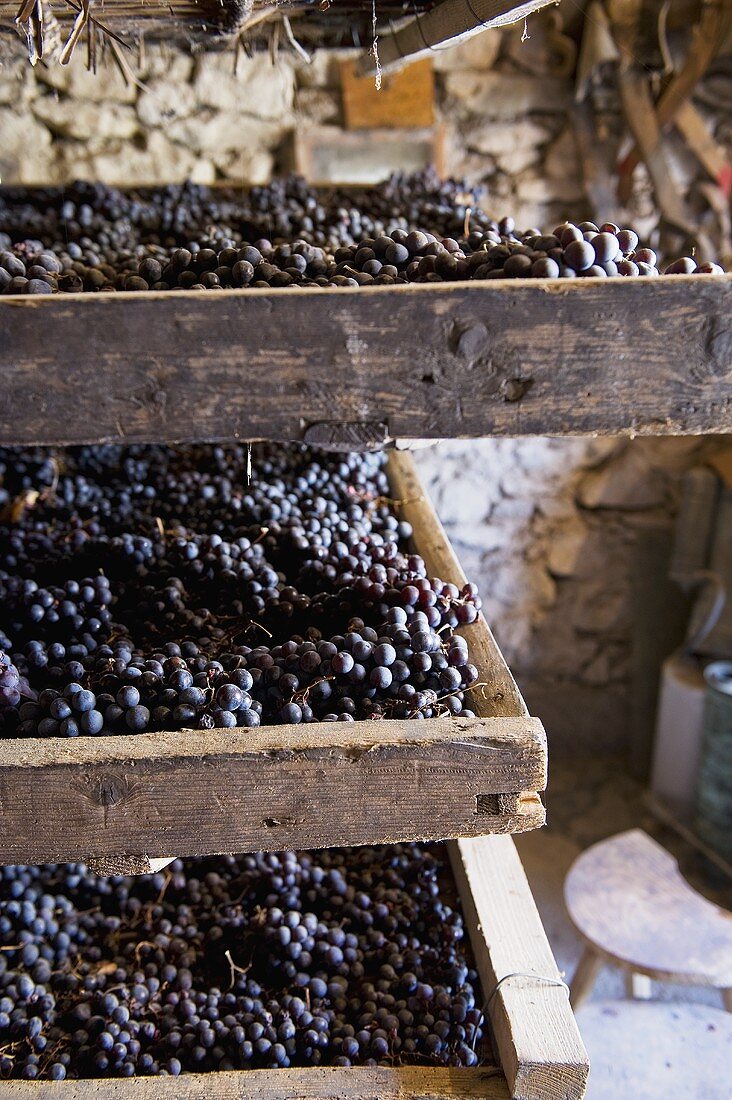 Blaue Trauben beim Trocknen (Weinkellerei Monte dei Ragni, Zeno Zignoli)
