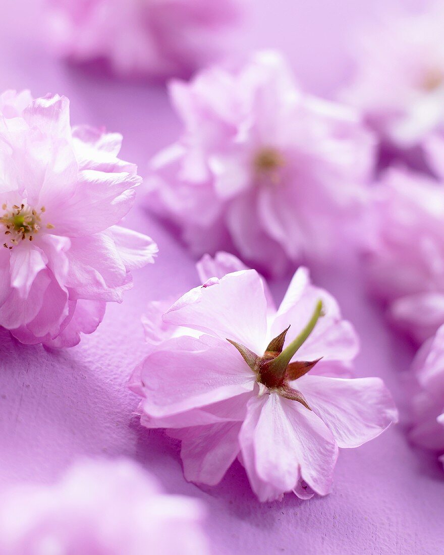 Eine Zierkirschenblüte (Prunus)