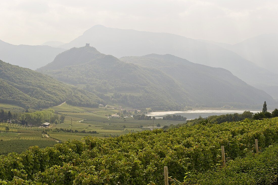 A wine-growing landscape and Lake Kaltern