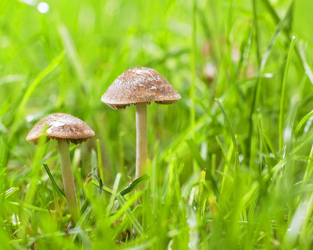 Mushrooms in a field