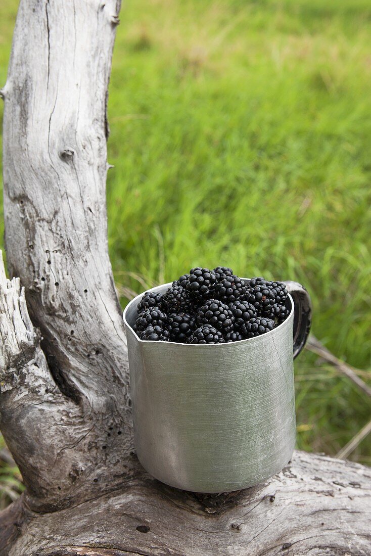 Freshly picked blackberries in an aluminium bucket on an old piece of wood in the open air