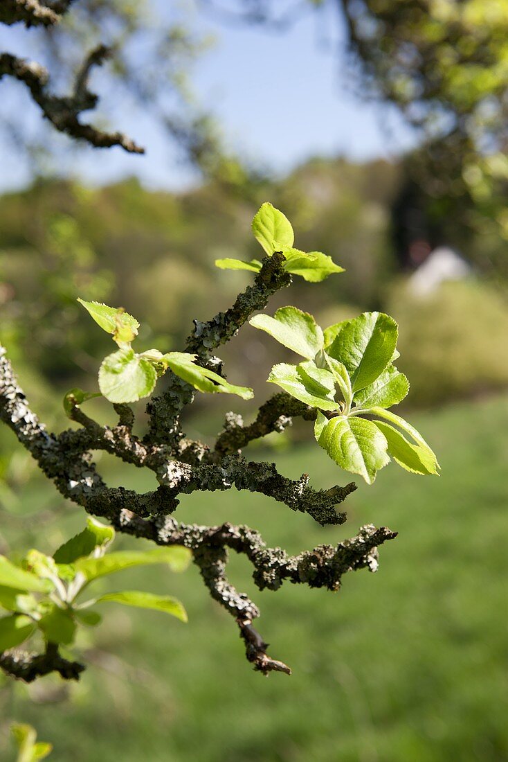 A branch of an apple tree in spring