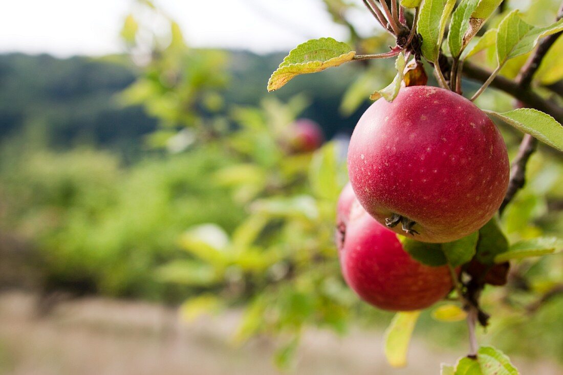 Zwei reife rote Äpfel am Baum