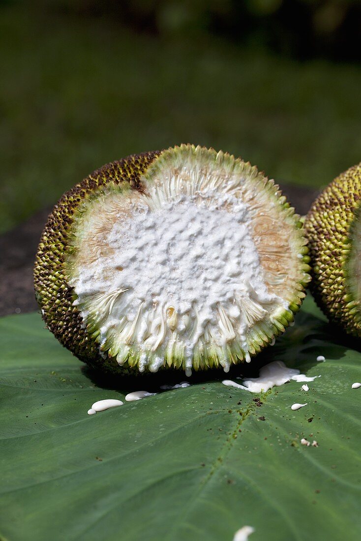 Aufgeschnittene Jackfruit