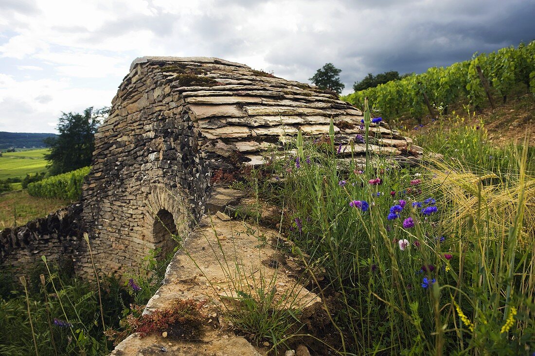 An old stone house in Corton Rebberg, Burgundy, France