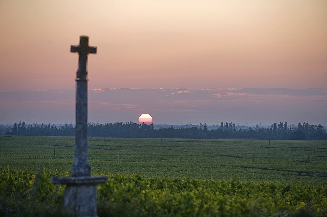 Sunrise over the Montrachet vineyard, Burgundy, France