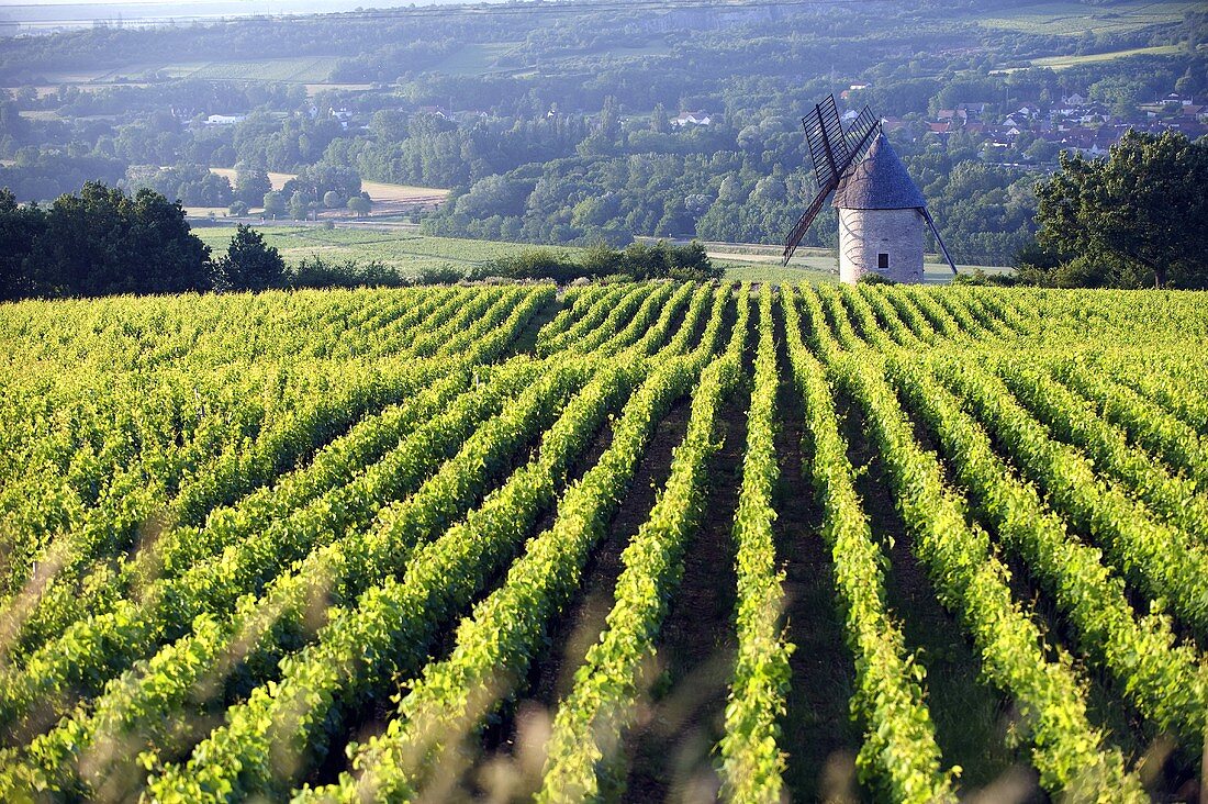 Santenay, Rebberg oberhalb der alten Mühle, Burgund, Frankreich