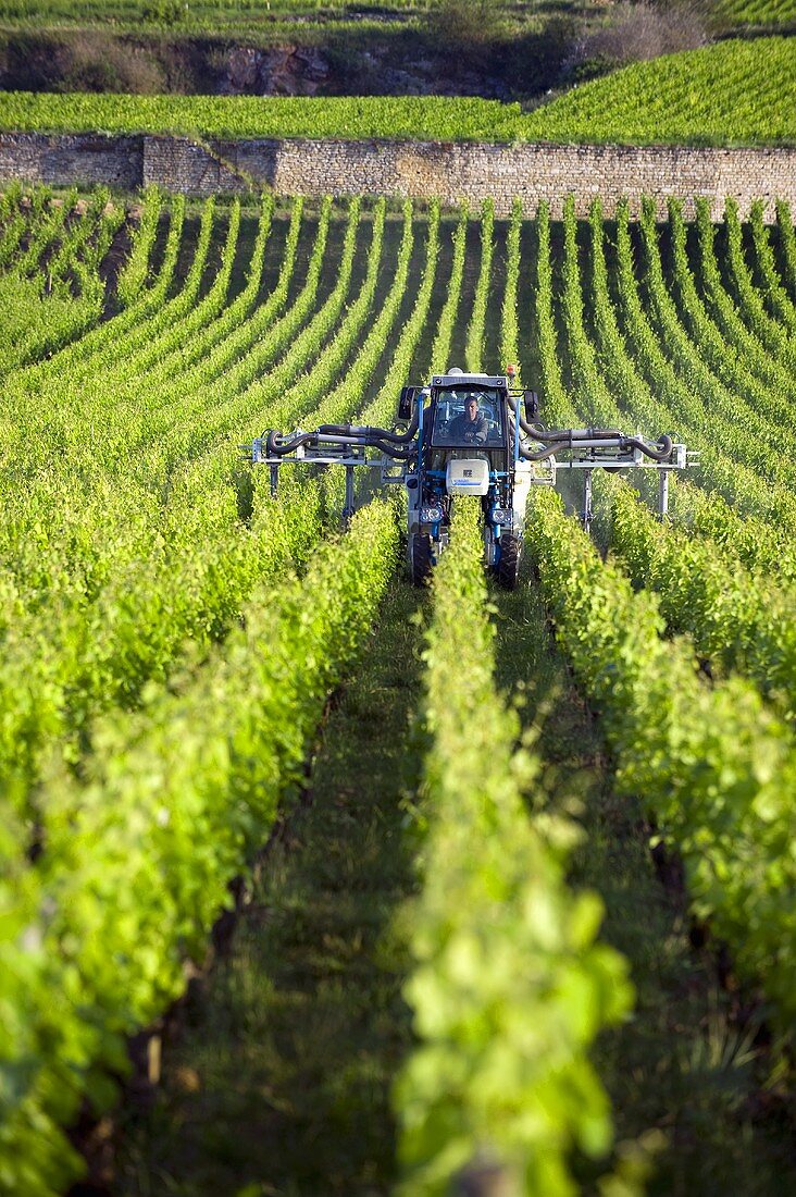 Typischer Traktor bei einer Rebspritzung in Chassagne-Montrachet, Burgund, Frankreich