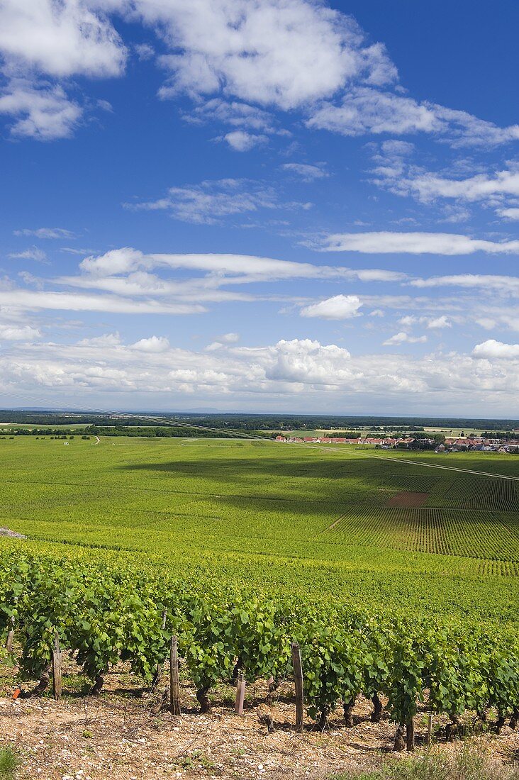 Premier Cru region above Nuits-St-Georges with a rising red ground, Burgundy, France