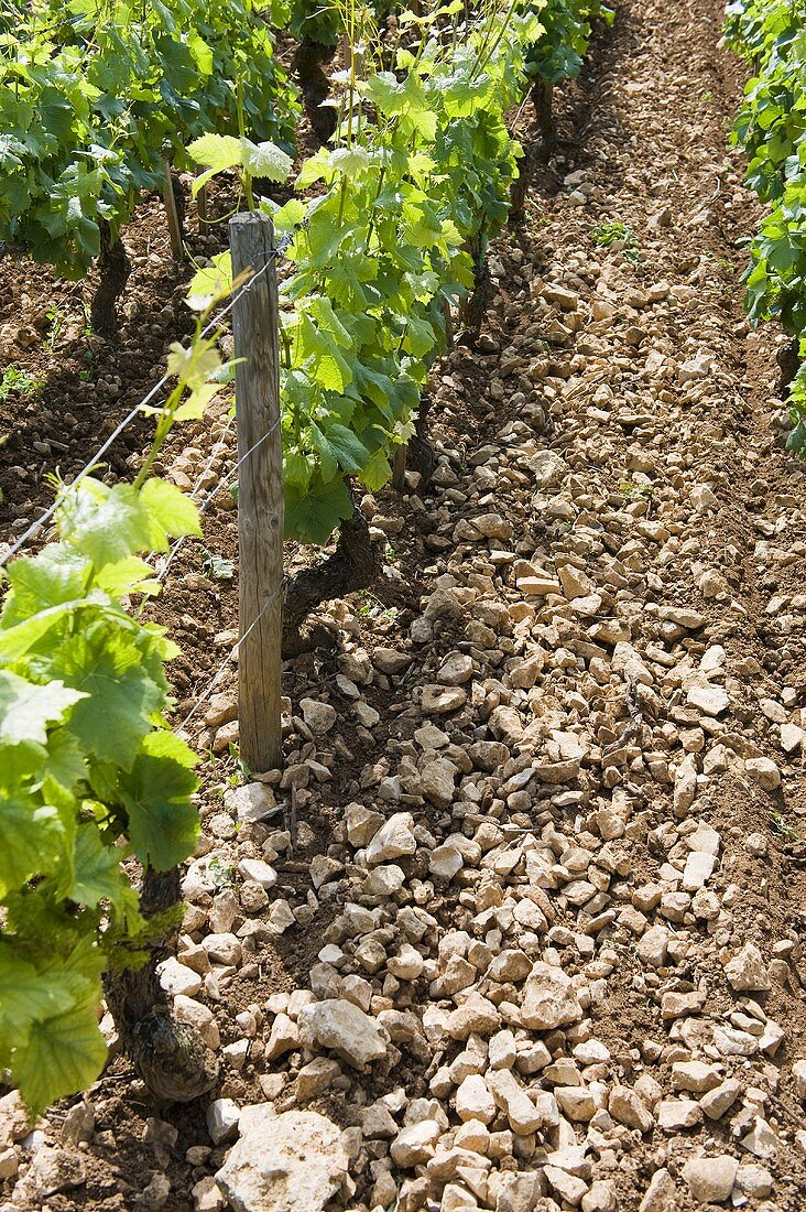Steiniges Terroir in der Lage Chambertin, Burgund, Frankreich