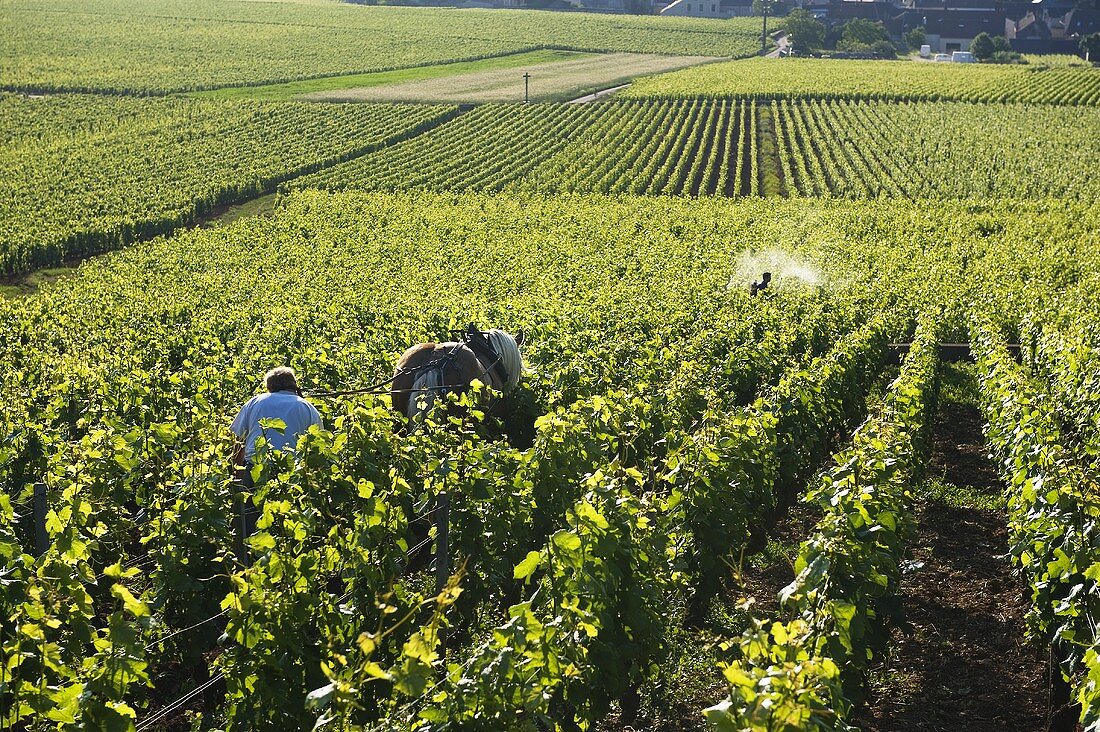 Bio-dynamic agriculture in a large vineyard, La Romanee and Premier Cru Les Reignots Vosne-Romanee, Burgundy, France
