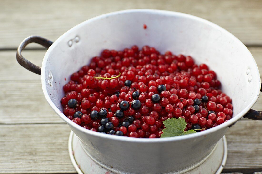 Rote und schwarze Johannisbeeren